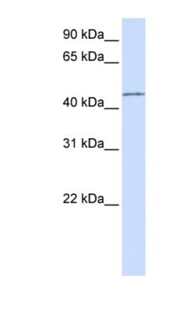 PARVB Antibody, Novus Biologicals:Antibodies:Primary Antibodies