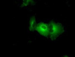 PASK Antibody (OTI8G9), Novus Biologicals 0.1mL; Unlabeled:Antibodies,