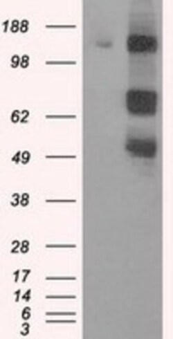 PASK Antibody (OTI8G9), Novus Biologicals 0.1mL; Unlabeled:Antibodies,