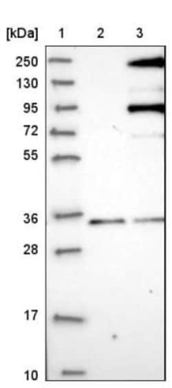PASK Antibody, Novus Biologicals:Antibodies:Primary Antibodies