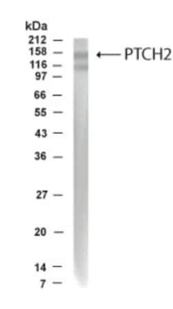 Patched 2/PTCH2 Antibody - BSA Free, Novus Biologicals 0.1 mg | Buy Online | Novus Biologicals | Fisher Scientific