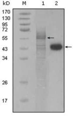 PAWR/ PAR4 Antibody (3G9H7), Novus Biologicals 0.1mL; Unlabeled:Antibodies,