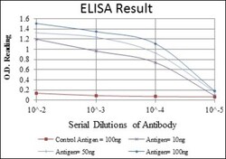 Pax4 Antibody (3C12), Novus Biologicals:Antibodies:Primary Antibodies