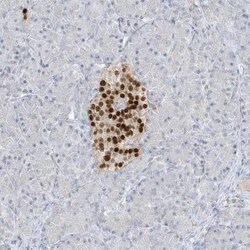 Pax6 Antibody, Novus Biologicals 0.1mL; Unlabeled:Antibodies, Polyclonal