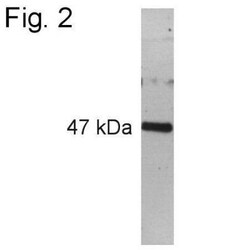 Pax6 Antibody, Novus Biologicals 0.1mg; Unlabeled:Antibodies, Polyclonal