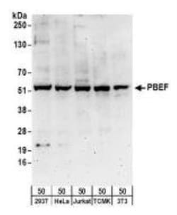 PBEF/Visfatin/NAMPT Antibody, Novus Biologicals 0.1mg; Unlabeled:Antikroppar