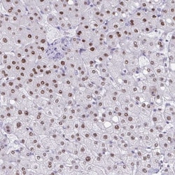 PBOV1 Antibody, Novus Biologicals 0.1mL; Unlabeled:Antibodies, Polyclonal