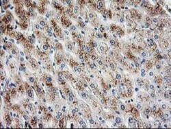 PBX1 Antibody (OTI1C11), Novus Biologicals 0.1mL; Unlabeled:Antibodies,