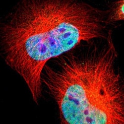 PBX1 Antibody, Novus Biologicals:Antibodies:Primary Antibodies
