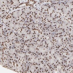 PBX1 Antibody, Novus Biologicals:Antibodies:Primary Antibodies