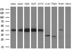 PCBP1 Antibody (OTI3D12), Novus Biologicals 0.1mL; Unlabeled:Antibodies,