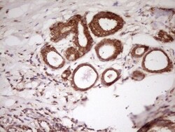 PCBP1 Antibody (OTI3D12), Novus Biologicals 0.1mL; Unlabeled:Antibodies,