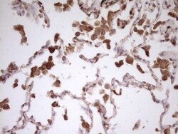 PCBP1 Antibody (OTI3D12), Novus Biologicals 0.1mL; Unlabeled:Antibodies,