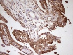 PCBP1 Antibody (OTI3D12), Novus Biologicals 0.1mL; Unlabeled:Antibodies,