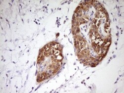 PCBP1 Antibody (OTI3D12), Novus Biologicals 0.1mL; Unlabeled:Antibodies,