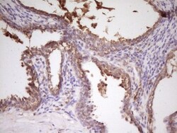 PCBP1 Antibody (OTI3D12), Novus Biologicals 0.1mL; Unlabeled:Antibodies,