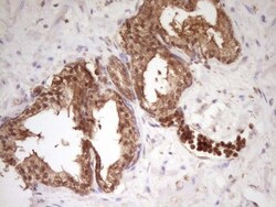 PCBP1 Antibody (OTI3D12), Novus Biologicals 0.1mL; Unlabeled:Antibodies,