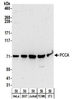 PCCA Antibody, Novus Biologicals 0.1mg; Unlabeled:Antibodies, Polyclonal