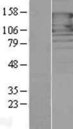 Novus Biologicals&trade;&nbsp;Protocadherin-1 Overexpression Lysate