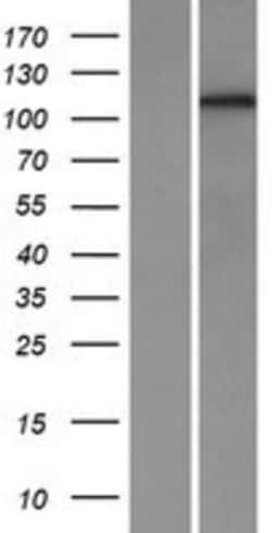 Novus Biologicals&trade;&nbsp;Protocadherin-1 Overexpression Lysate