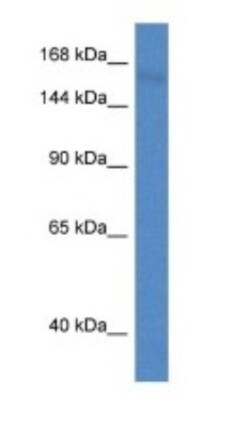 PCDH11 Antibody, Novus Biologicals:Antibodies:Primary Antibodies