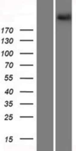 Novus Biologicals™ Protocadherin-15 Overexpression Lysate