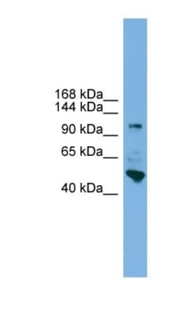 Protocadherin-18 Antibody, Novus Biologicals 20&mu;L; Unlabeled:Antibodies,
