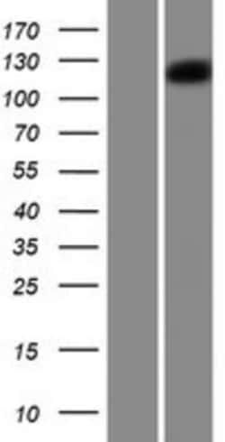 Novus Biologicals&trade;&nbsp;Protocadherin-18 Overexpression Lysate