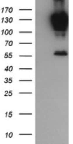 PCDH7 Antibody (OTI1F7), Novus Biologicals 0.1mL; Unlabeled:Antibodies,