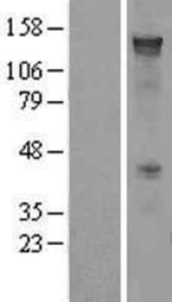Novus Biologicals&trade;&nbsp;PCDH7 Overexpression Lysate