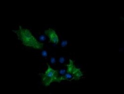 PCDH7 Antibody (OTI1F7), Novus Biologicals 0.1mL; Unlabeled:Antibodies,