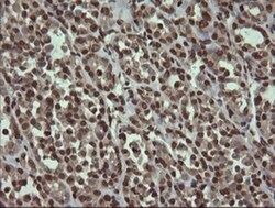 PCDH7 Antibody (OTI1F7), Novus Biologicals 0.1mL; Unlabeled:Antibodies,