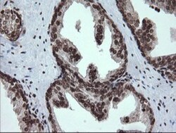PCDH7 Antibody (OTI1F7), Novus Biologicals 0.1mL; Unlabeled:Antibodies,