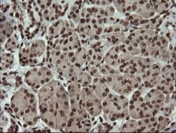 PCDH7 Antibody (OTI1F7), Novus Biologicals 0.1mL; Unlabeled:Antibodies,
