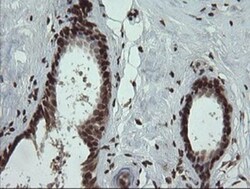 PCDH7 Antibody (OTI1F7), Novus Biologicals 0.1mL; Unlabeled:Antibodies,