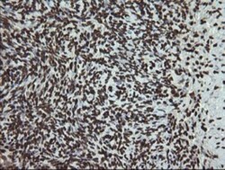 PCDH7 Antibody (OTI1F7), Novus Biologicals 0.1mL; Unlabeled:Antibodies,