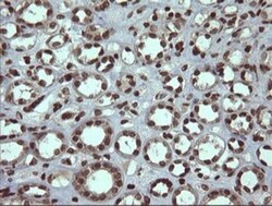 PCDH7 Antibody (OTI1F7), Novus Biologicals 0.1mL; Unlabeled:Antibodies,