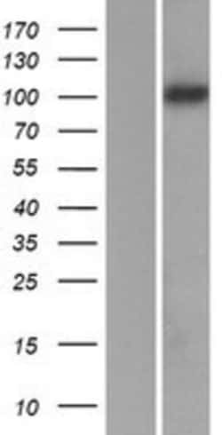 Novus Biologicals™ Protocadherin-8 Overexpression Lysate