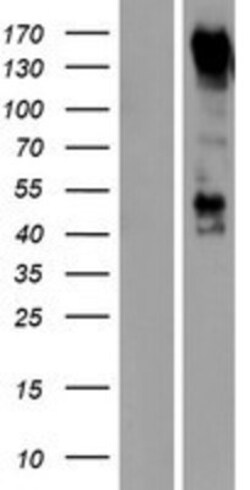 Novus Biologicals&trade;&nbsp;PCDH9 Overexpression Lysate