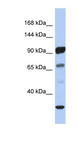 PCDHA10 Antibody, Novus Biologicals 100&mu;L; Unlabeled:Antibodies, Polyclonal