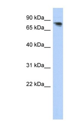 PCDHA12 Antibody, Novus Biologicals 100&mu;L; Unlabeled:Antibodies, Polyclonal