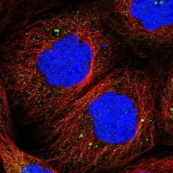 PCDHA2 Antibody, Novus Biologicals:Antibodies:Primary Antibodies