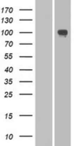 Novus Biologicals™ PCDHA2 Overexpression Lysate