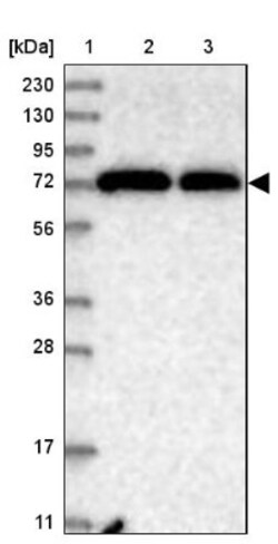 PCDHA3 Antibody, Novus Biologicals:Antibodies:Primary Antibodies