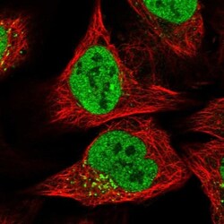 PCDHA3 Antibody, Novus Biologicals:Antibodies:Primary Antibodies