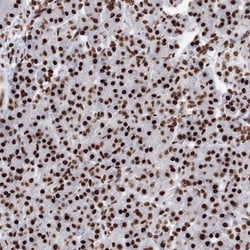PCDHA3 Antibody, Novus Biologicals:Antibodies:Primary Antibodies