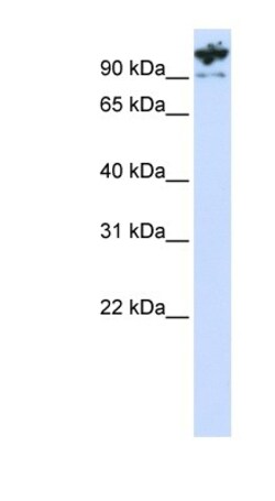 PCDHA6 Antibody, Novus Biologicals:Antibodies:Primary Antibodies