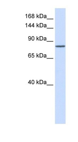 PCDHAC1 Antibody, Novus Biologicals:Antibodies:Primary Antibodies