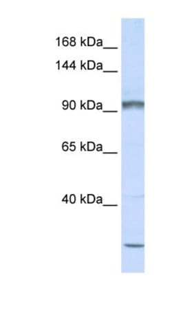 PCDHAC2 Antibody, Novus Biologicals:Antibodies:Primary Antibodies