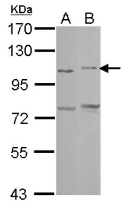 PCDHAC2 Antibody, Novus Biologicals 0.1mL; Unlabeled:Antibodies, Polyclonal
